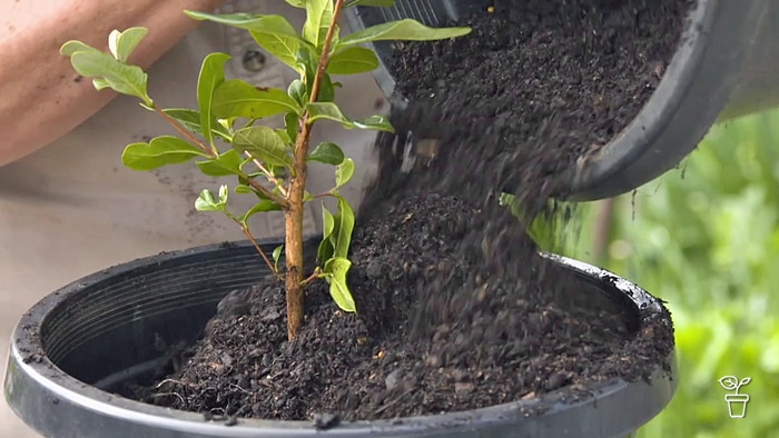 Soil being poured around a plant in a pot