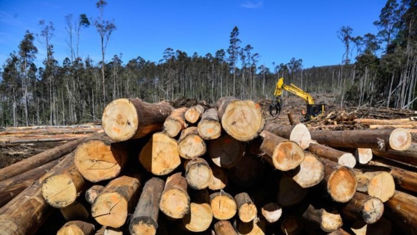 Timber industry in flood-ravaged NSW receives lifeline for wet winter