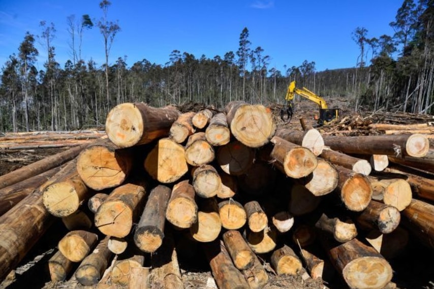 Un tas de grumes d'arbres. 