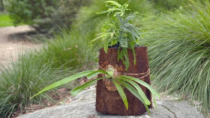 Ferns mounted on and in a tree stump.