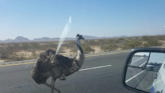 Emu walking along road in Arizona.