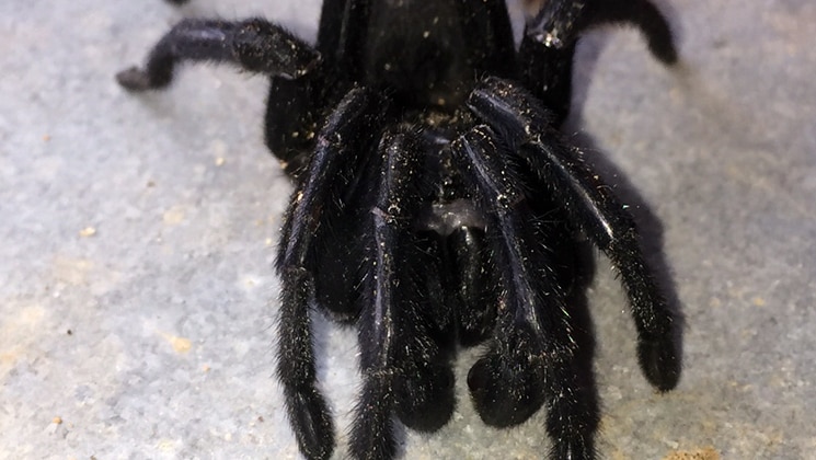 Spider news, Australia: Man's close encounter with deadly arachnid in pool