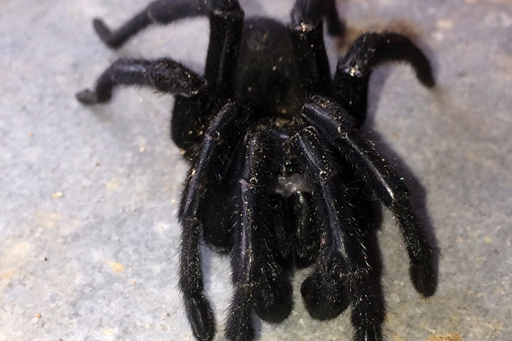 A large black spider curled up