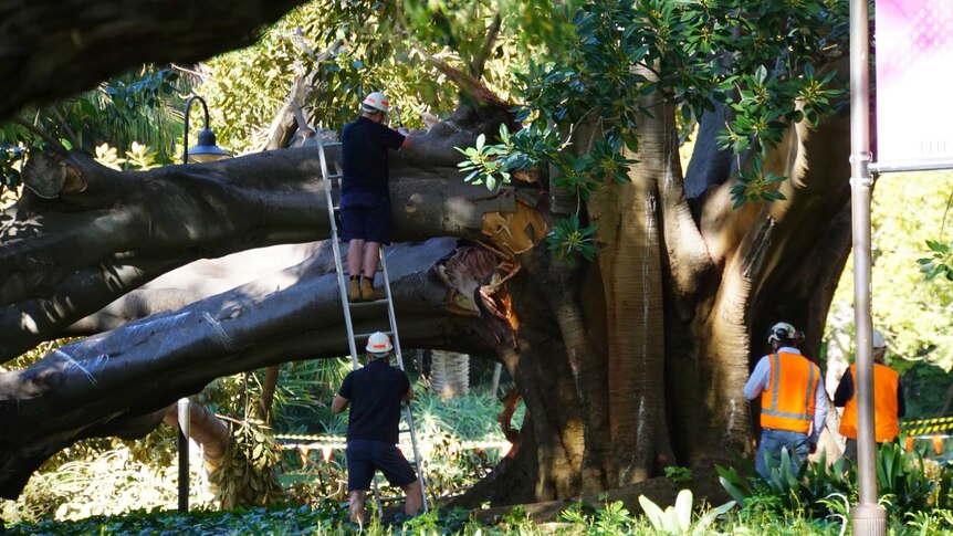 Arborists assess a large collapsed tree branch.