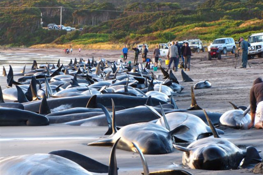 Pilot whales beached at Naracoopa, King Island.