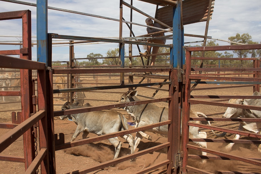 Calves kick up their heels in the new cattle yards