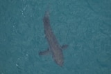 A shark in water