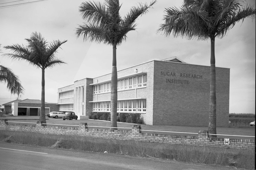 A black and white photo of a grand looking building with palm trees on the road in front of it.