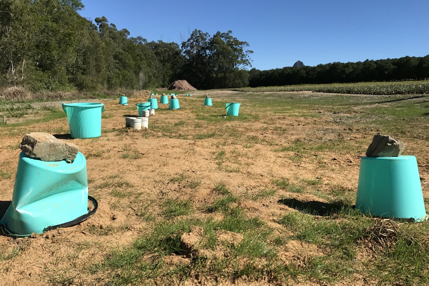 Upturned buckets on a patch of disturbed soil.  Pine woodchips and and hardwood chips buried in the ground.