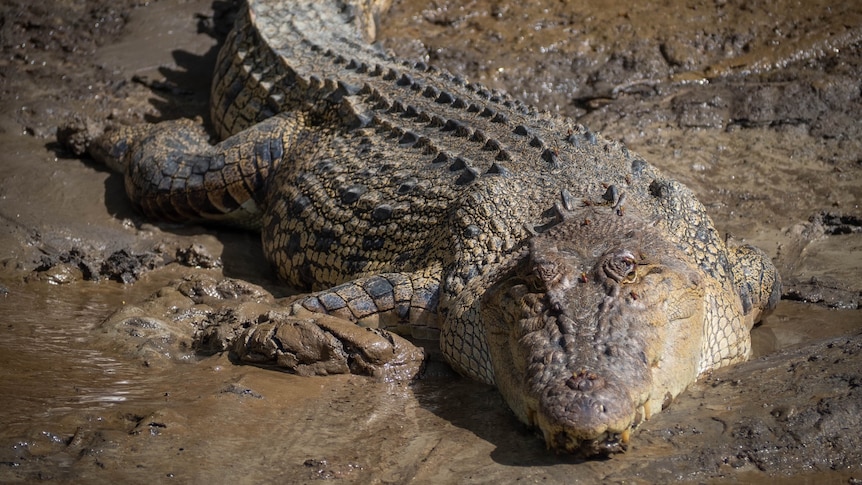 A front-on close-up of a crocodile laying on a muddy river bank.