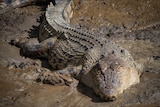 A front-on close-up of a crocodile laying on a muddy river bank.