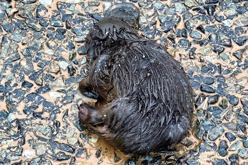 a sick and wet platypus lies motionless on the gravel 