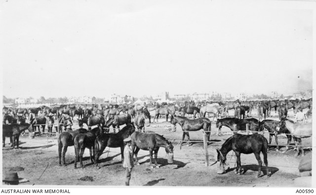 A herd of light horses from Australia grazing on food in Palestine.