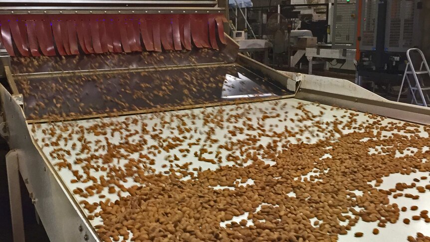 Almonds being processed in Robinvale.