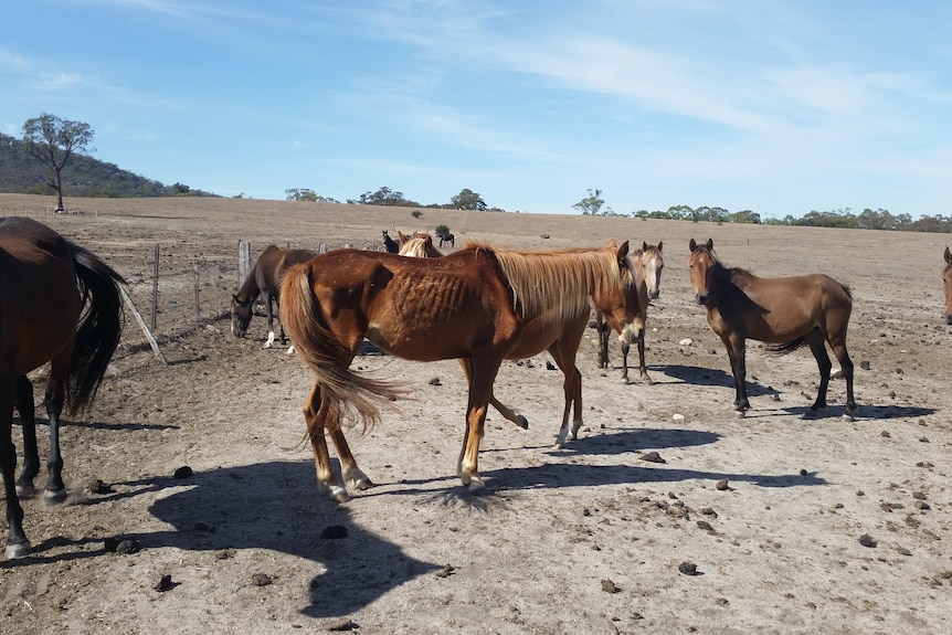 A horse with its ribs showing stands among a bare, dry paddock surrounded by some other horses
