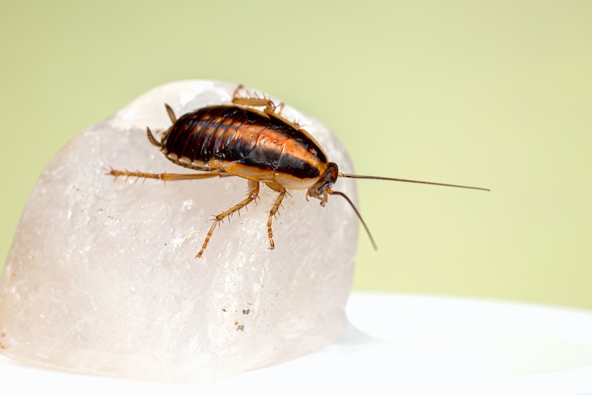 A German cockroach