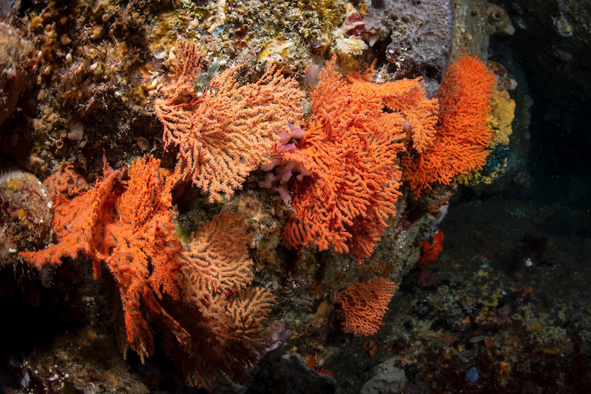 Orange coral in the Great Australian Bight.