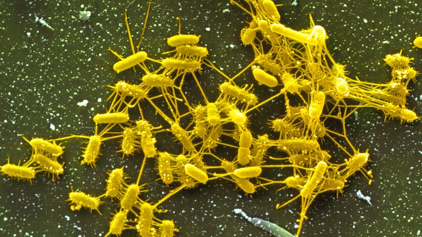 Proteus sp bacteria