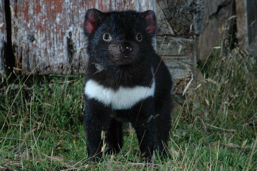 A Tasmanian devil in the wild