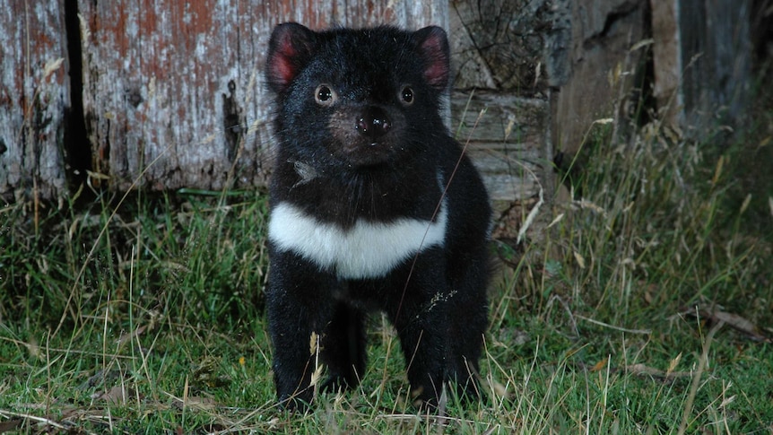 A Tasmanian devil in the wild