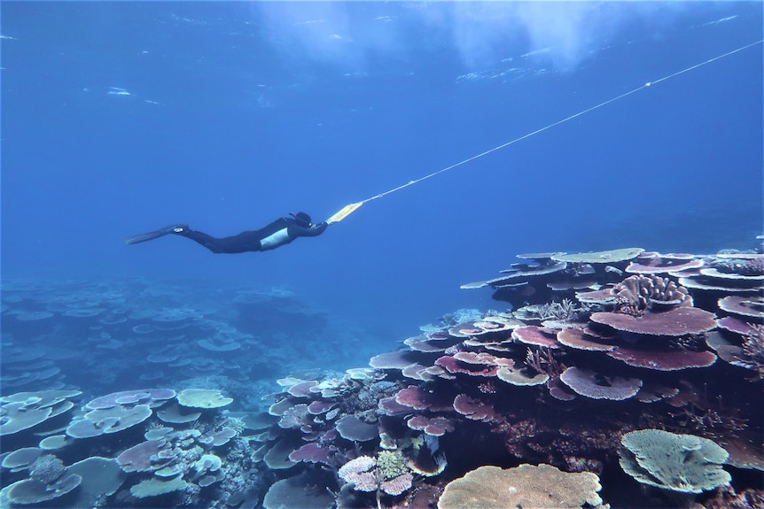 An underwater shot showing a scientist wearing a snorkel, holding a tow bar, and floating over a large expanse of corals.