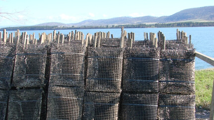 Empty Pacific oyster racks on Tasmania's Pittwater.