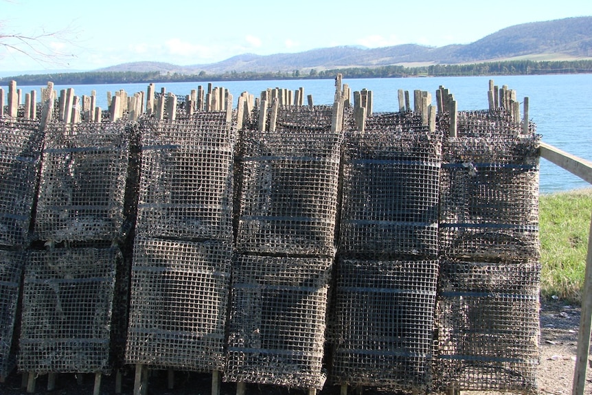 Empty Pacific oyster racks on Tasmania's Pittwater.