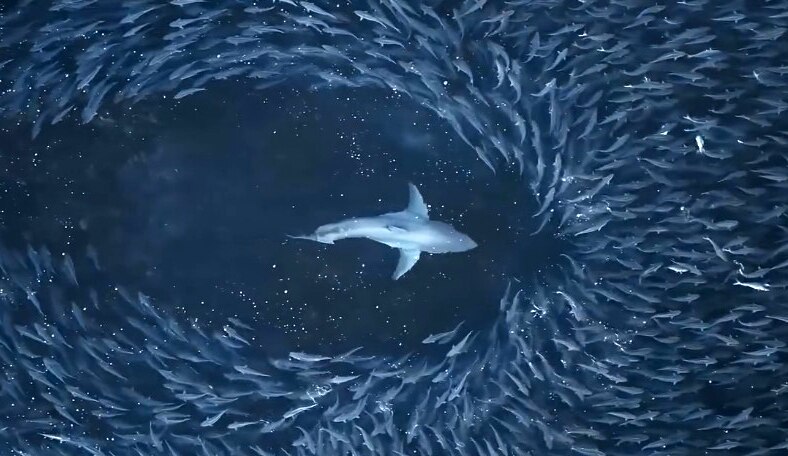 Jervis Bay photographer films spectacular great white drone footage