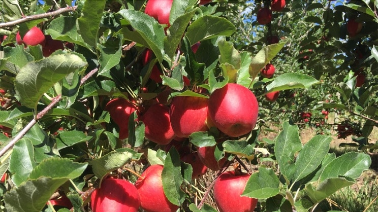 Man on ladder picking apple