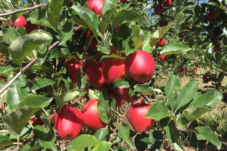 A close-up of apples on a tree