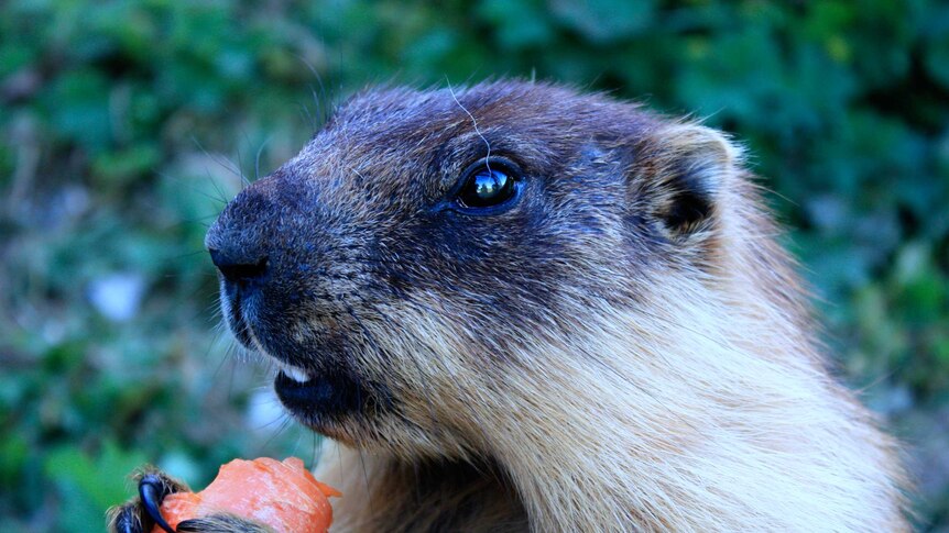 Marmot picture.jpg