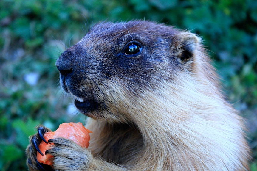 Marmot picture.jpg