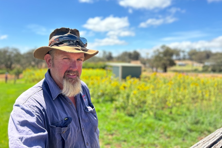 Serious man, long greying goatee beard, hat, glasses on top, blue shirt, stands in a farm with yellow flowers behind, blue sky.