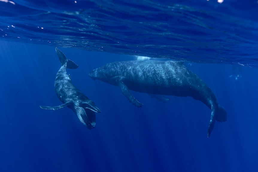 A humpback whale swims through blue waters with her calf.