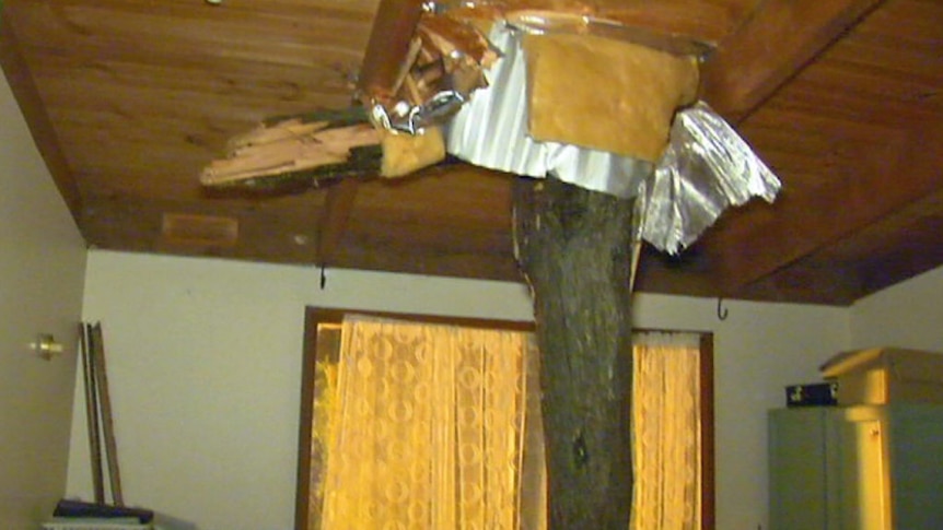 Tree spears through roof of Melbourne home