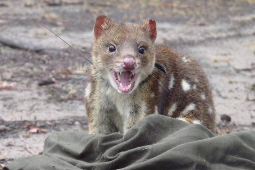 A female spotted-tailed quoll with its mouth open.