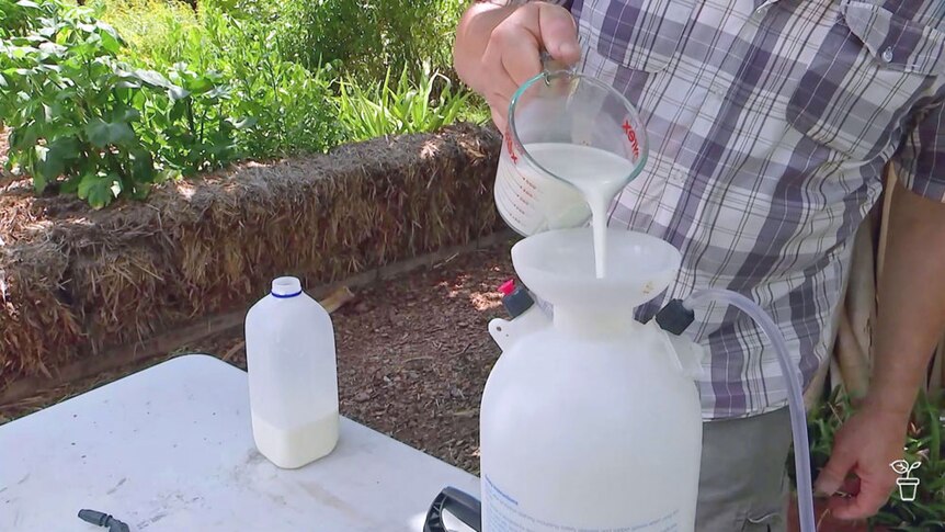 Milk being poured into a pressure spray bottle.