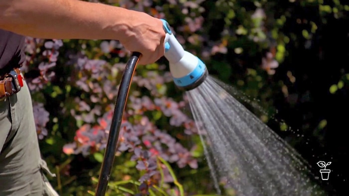 Hand holding hose with spray nozzle, watering a garden