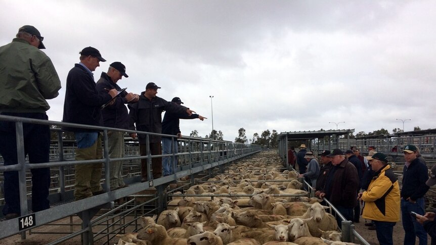 An auctioneer selling lambs at a saleyard