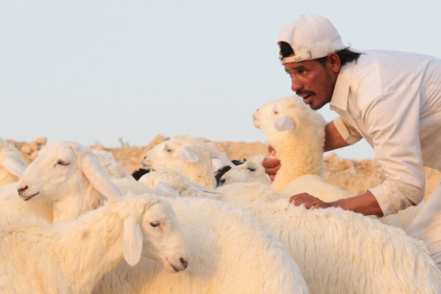 Eid al-Adha sheep livestock