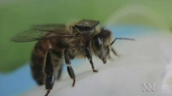 A bee with a tiny square sensor chip on it's back