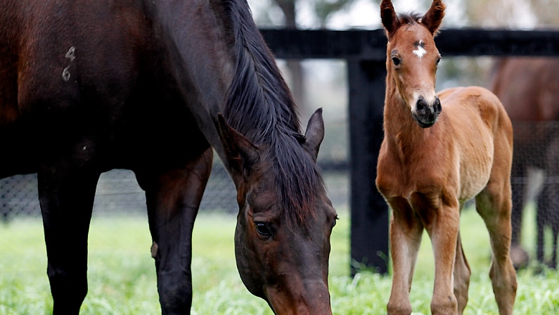 Black Caviar and her foal to Exceed And Excel