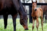 Black Caviar and her foal to Exceed And Excel