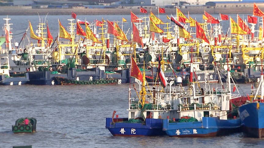 Dozens of small trawlers in a Chinese harbour.