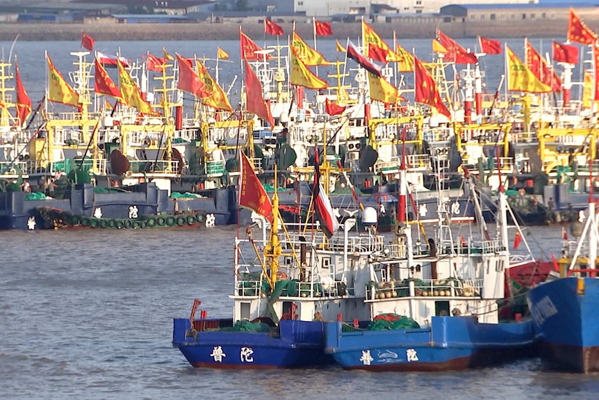 Dozens of small trawlers in a Chinese harbour.
