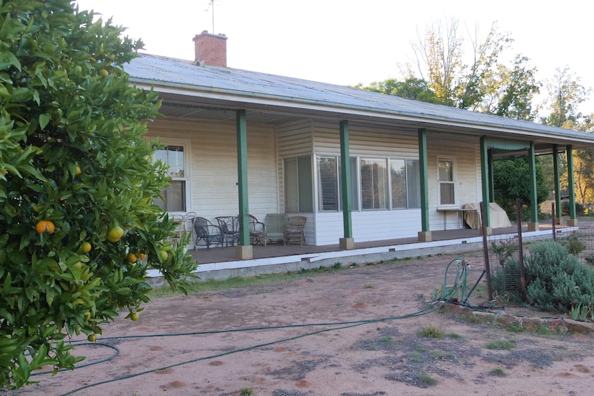 A weatherboard house with a lemon tree in the front year 