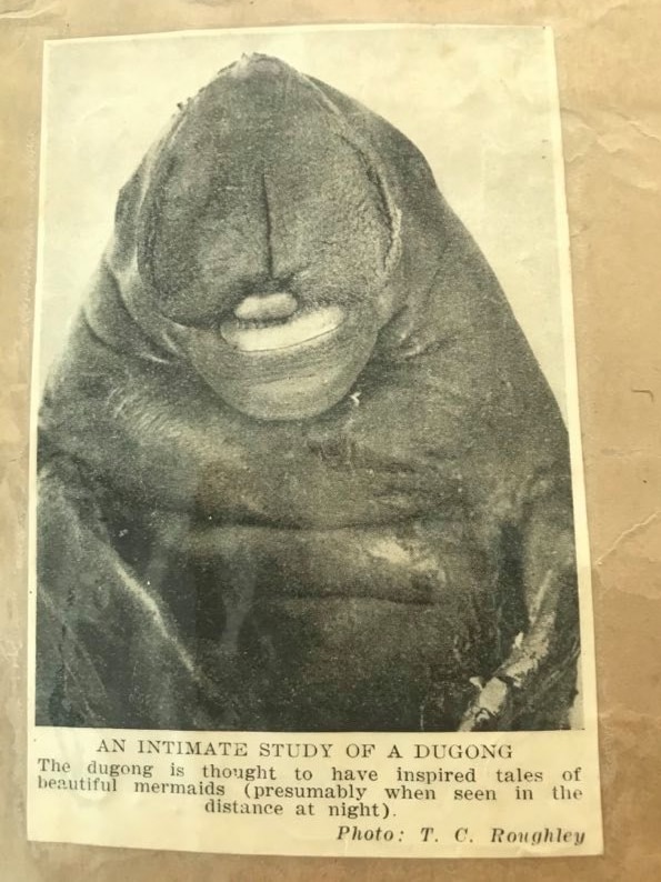A black and white photo of a dugong in a newspaper.