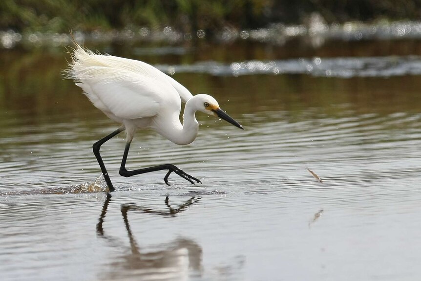 A close up of a bird in water catching a fish.