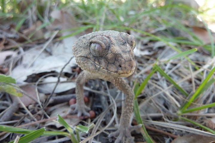 Bimblebox Nature Refuge Gecko