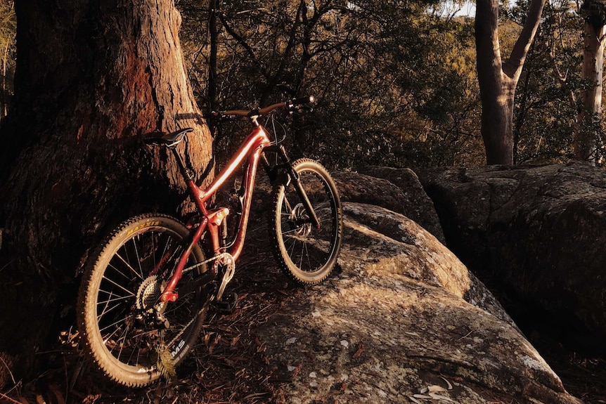 A red mountain bike leaning against a tree on a large rock at Kincumba Mountain.